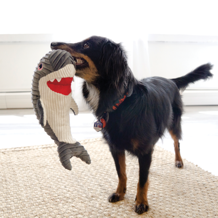 Hund står med KONG Cuteseas Rufflez Shark - Den sødeste Hajbamse i munden