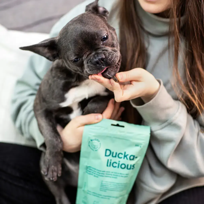 Fransk bulldog smager Buddy Duckalicious
