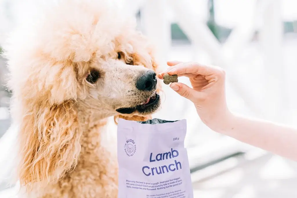 puddel smager på Buddy Lamb Crunch