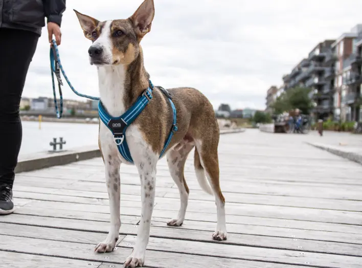 DOG Copenhagen Comfort Walk Air™  hundesele Mocca