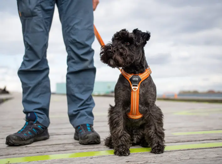 DOG Copenhagen Comfort Walk Air™  hundesele | Orange Sun
