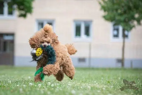 Doggie-Zen Trækkelegetøj med pels og JW Mini Football
