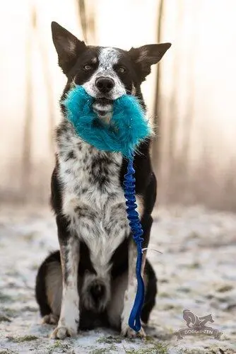 Doggie-Zen trækkelegetøj med ring i falsk pels