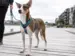 DOG Copenhagen Comfort Walk Air™  hundesele Hunting Green