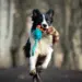 Doggie-Zen Bungee Chuckit Breathe med faux pels og vaskebjørnshale