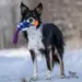 border collie i sneen Doggie-Zen Pocket Treat Trækkelegetøj med Chuckit