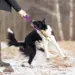 Doggie-Zen Bungee med Kong Air Squeaker Ball og kaninskind