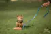 Doggie-Zen Fox Chaser