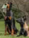 En doberman og malinois er udenfor. Doberman sidder med en pose Pure rabbit Training Treats for Dogs i munden