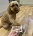 Labradoodle sidder og giver pote til sin ejer der holder en pose Pure venison Training Treats for Dogs