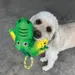Søg hvid hund holder KONG Cozie Tuggz Alligator bamsen i munden