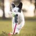 Border collie hvalp i fuld leg med Doggie-Zen Bungee legetøj med kanin og JW Hol-ee