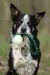 Border collie sidder med Doggie-Zen Pocket Bungee med Jolly Jumper i munden. Den grønne version.