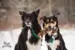 to søde border collies deler en Doggie-Zen Bungee Fleece 'n Fox Braid
