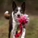 Få din hunds hale til at logre af glæde med doggie-zen Bungee Hol-ee Giggler Tug legetøj. Find det på shopdogsrus.dk.