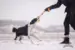 Doggie-Zen Fleece 'n Rabbit Braid med KONG Air Ball bliver brugt til trækkeleg mellem hund og ejer