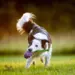 Doggie-Zen Sure Grip Hol-ee Football med Fake Fur