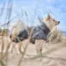 En hund står i sivene med To hunde løber på stranden med hver deres Hurtta Mudventure Coat ECO på