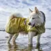 Hund står ude i vandet med Hurtta Mudventure Reflective Coat på