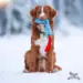 Toller i sne med Doggie-Zen Pocket Legetøj m. Fake Fur og Piv
