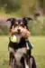 En Border Collie præsenterer stolt sit Doggie-Zen legetøj, et symbol på kvalitetstid og træning med sin ejer