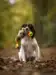 n opmærksom hund holder forsigtigt sit Doggie-Zen legetøj i munden og står klar til mere sjov på en sti dækket af efterårsblade