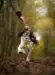 En hund i fuld spring fanger et Doggie-Zen legetøj med en Kong Air Bold, der vækker legelyst i efterårsskoven
