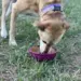Hund, der slikker på en grøn SodaPup Garden of Eatin' Tipsy Bowl udendørs