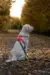 En hvid hund sidder tålmodigt på en skovsti iført den røde Non-stop Dogwear Ramble Harness. De reflekterende detaljer på selen øger synligheden, mens hunden nyder den friske luft og de farverige efterårsblade omkring den.