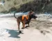 En energisk hund, iført den orange Non-stop Dogwear Ramble Harness, løber langs en flodbred og ser glad og spændt ud. Selen sidder komfortabelt og sikkert, hvilket giver hunden fri bevægelighed under dens eventyr i naturen.