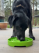 Hund nyder et måltid i sodapup garden slowfeeder
