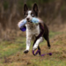 Doggie-Zen Bungee Fake Fur Chaser m. KONG Squeezz Bold