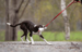 Doggie-Zen Bungee Sheepskin Chaser m. Amazing Squeaker Ball – Small