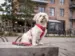 DOG Copenhagen Comfort Walk Air™  hundesele | Sort