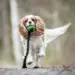 Doggie-Zen Bungee Chuckit Erratic