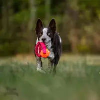 Doggie-Zen Pocket Bungee med Jolly Jumper