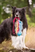 Doggie-Zen Bungee Fake Fur med Chuckit og Fårepels