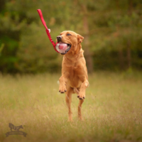 Doggie-Zen Bungee Amazing Squeaker