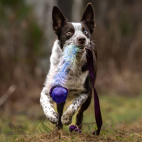 Doggie-Zen Bungee Fake Fur Chaser m. KONG Squeezz Bold