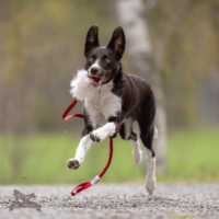 Doggie-Zen Bungee Sheepskin Chaser m. Amazing Squeaker Ball – Small