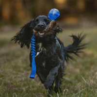 Doggie-Zen Bungee m. Bæver og KONG Squeezz Bold
