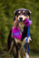 Doggie-Zen Bungee Bæver m. Squeeker
