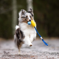 Doggie-Zen Bungee Fake Fur m. KONG Puppy